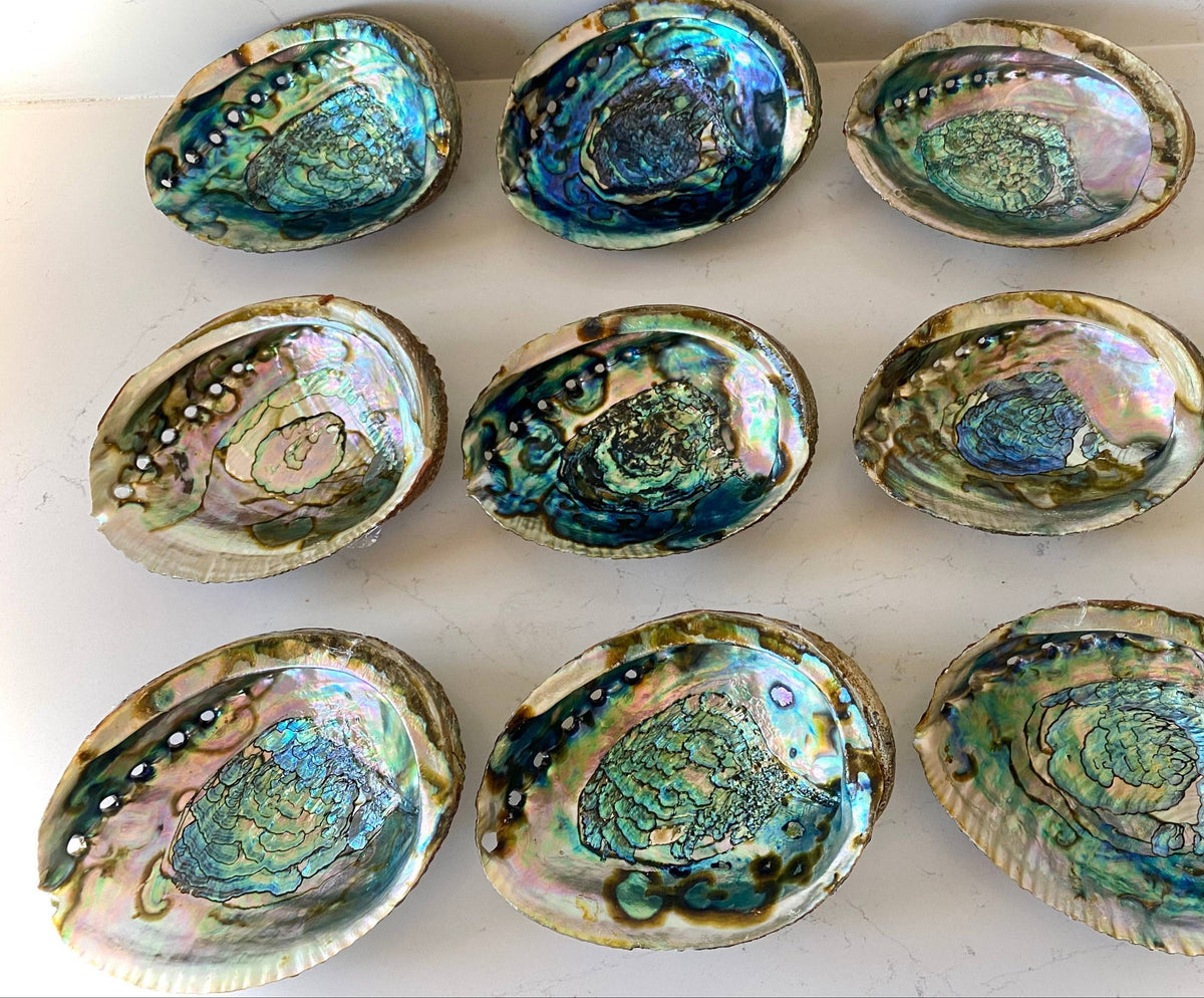 Sacred Smudging Companion: Natural Abalone Shells - AetherLux.Shop