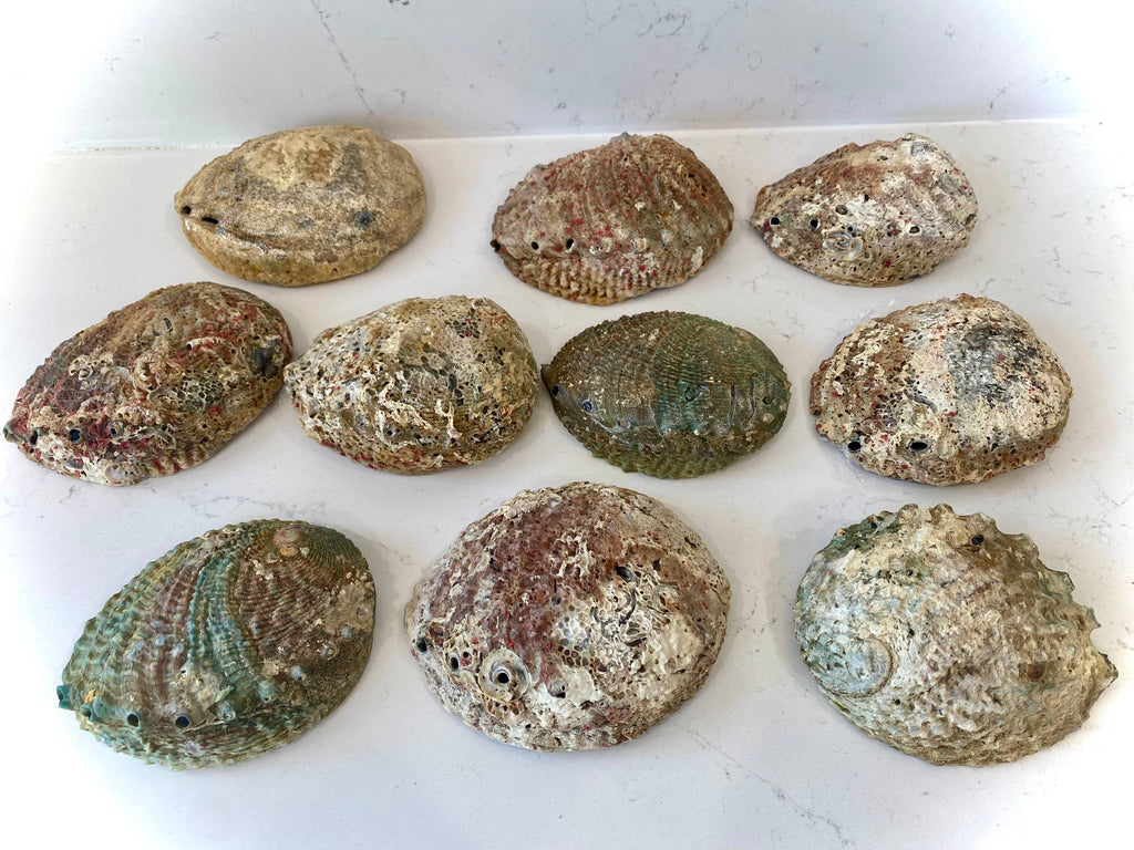 Sacred Smudging Companion: Natural Abalone Shells by The Good Shaman