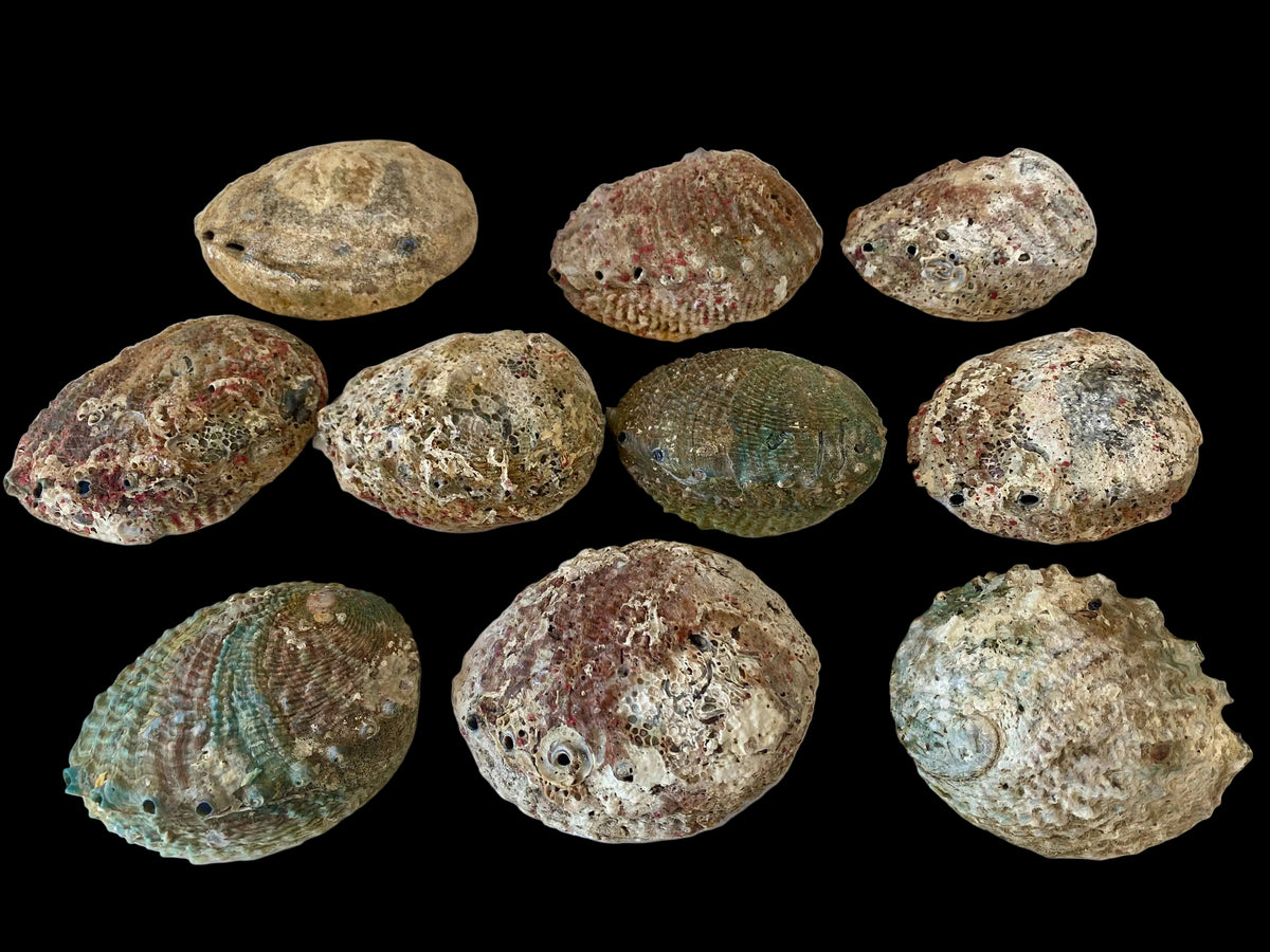 Sacred Smudging Companion: Natural Abalone Shells - AetherLux.Shop