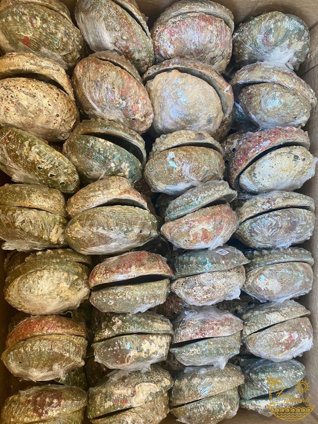 Sacred Smudging Companion: Natural Abalone Shells by The Good Shaman