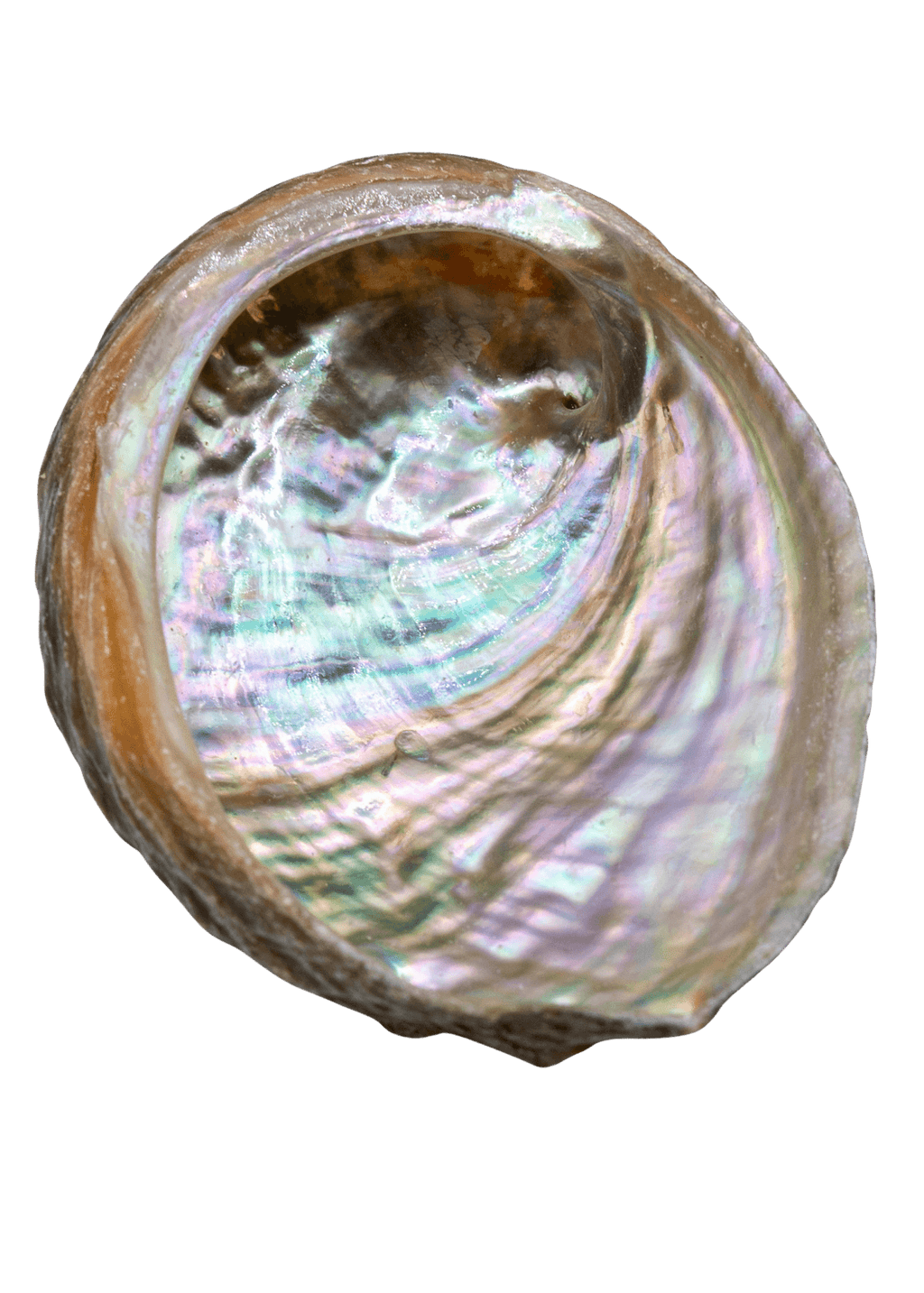 Abalone Shell -3"