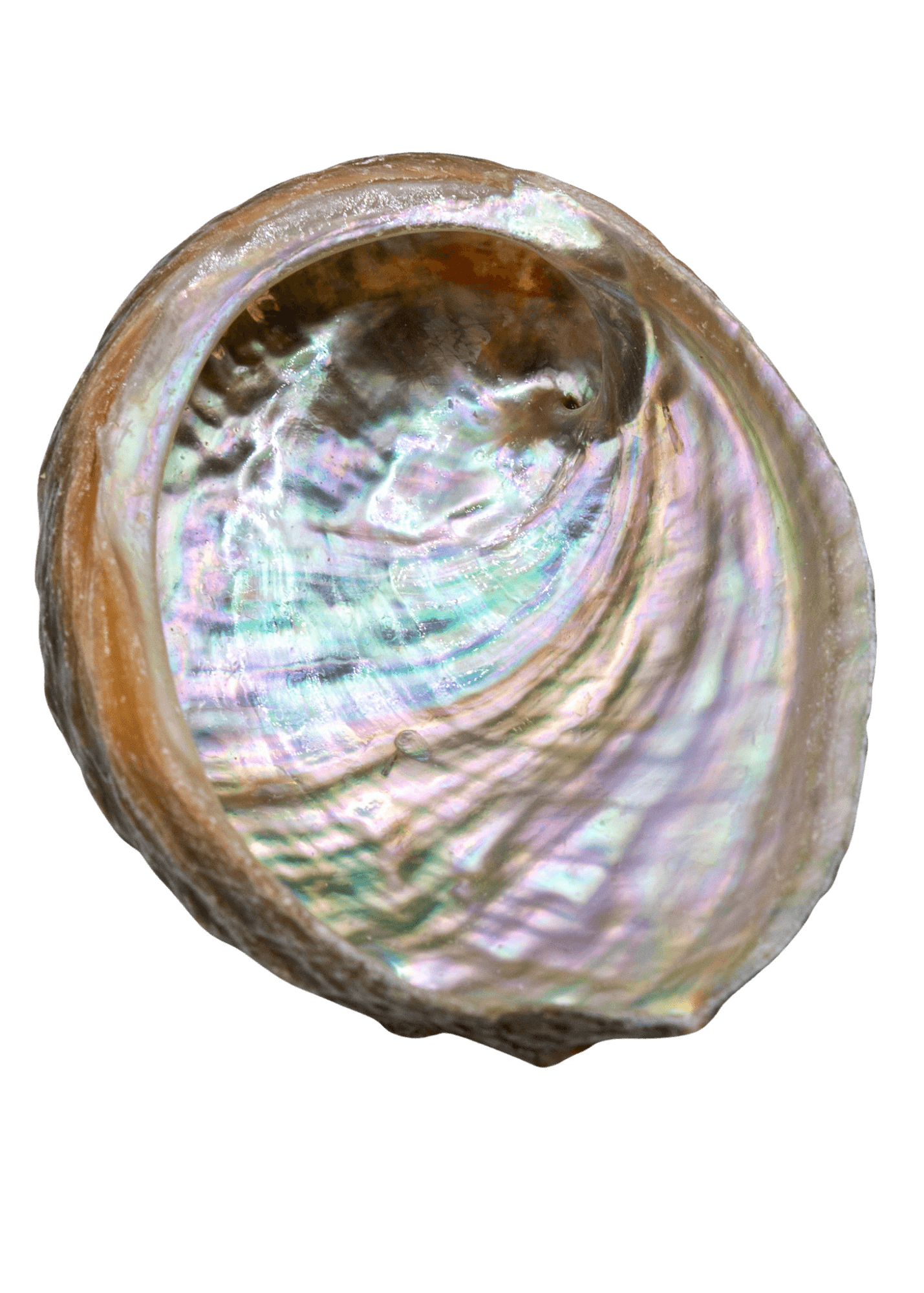 Abalone Shell -3"