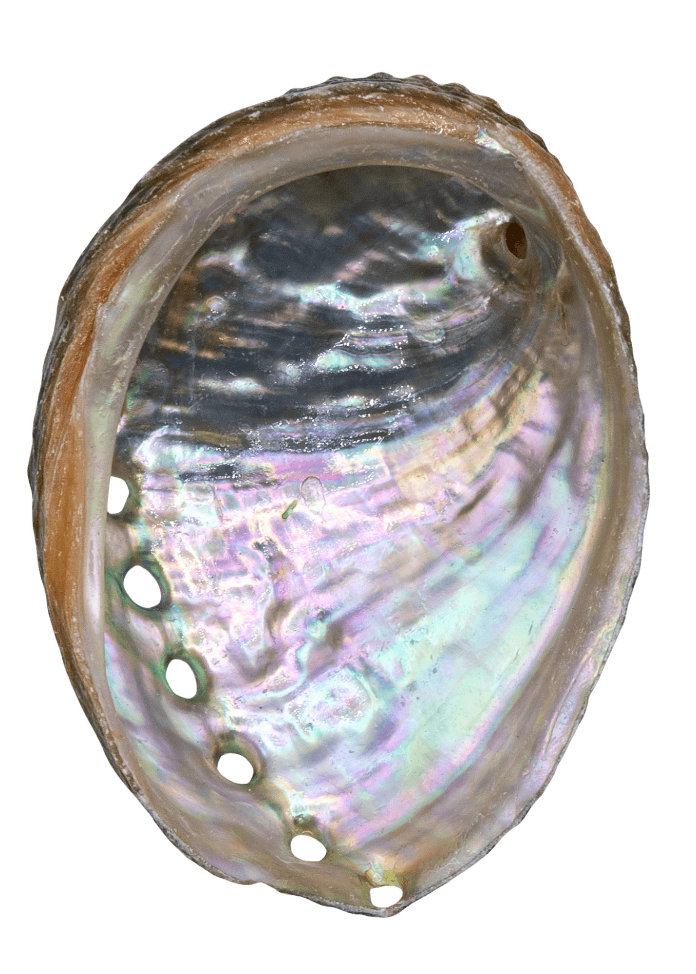 Abalone Shell -3"