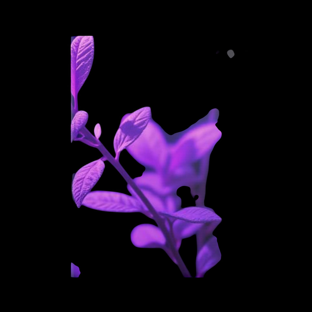 Royal Aura: Mystic Aura Hardcover Notebook with Puffy Covers - AetherLux.Shop