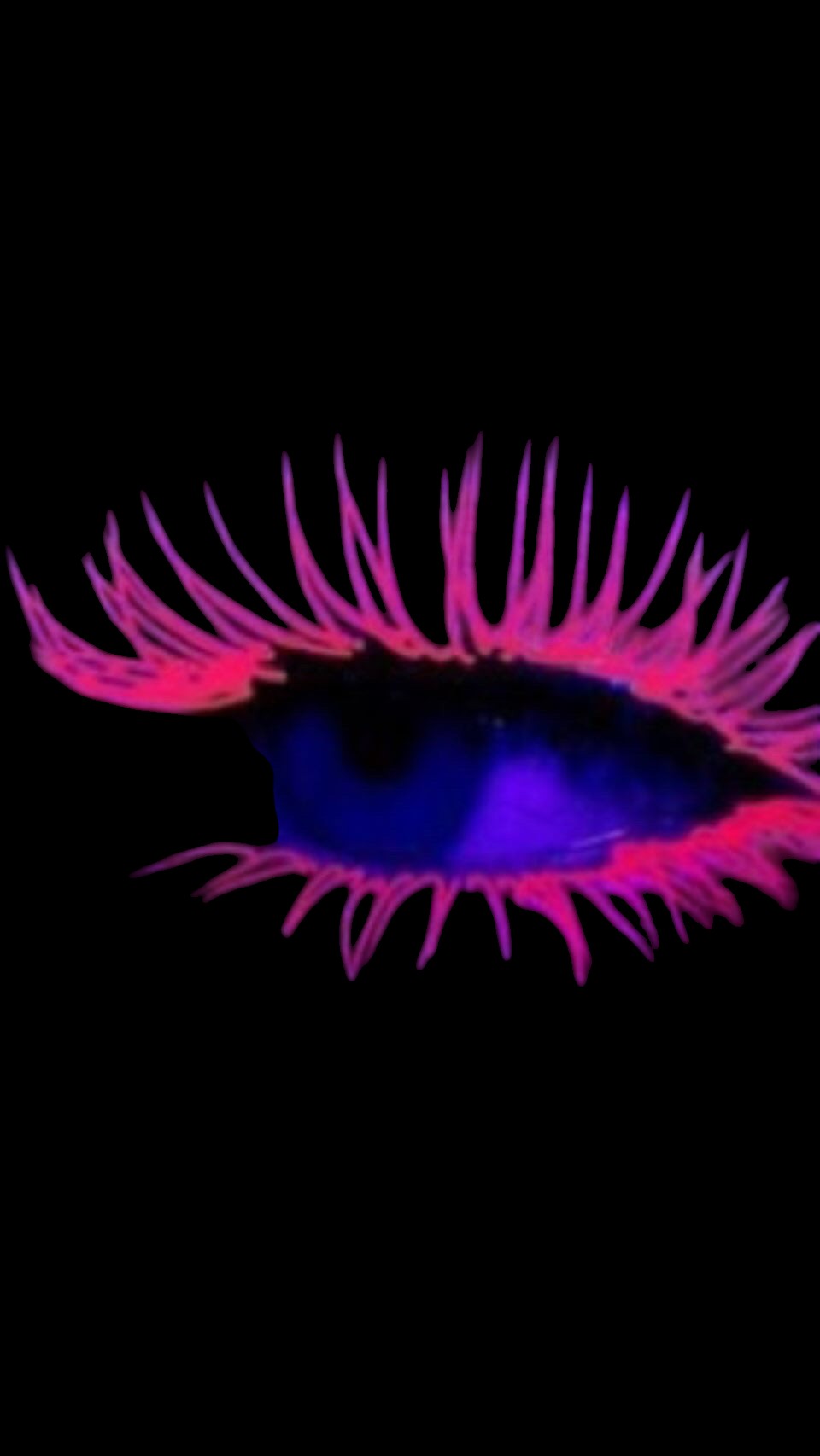 Ashunta Sheriff Beauty UV Vegan Mascara by Ashunta Sheriff Beauty