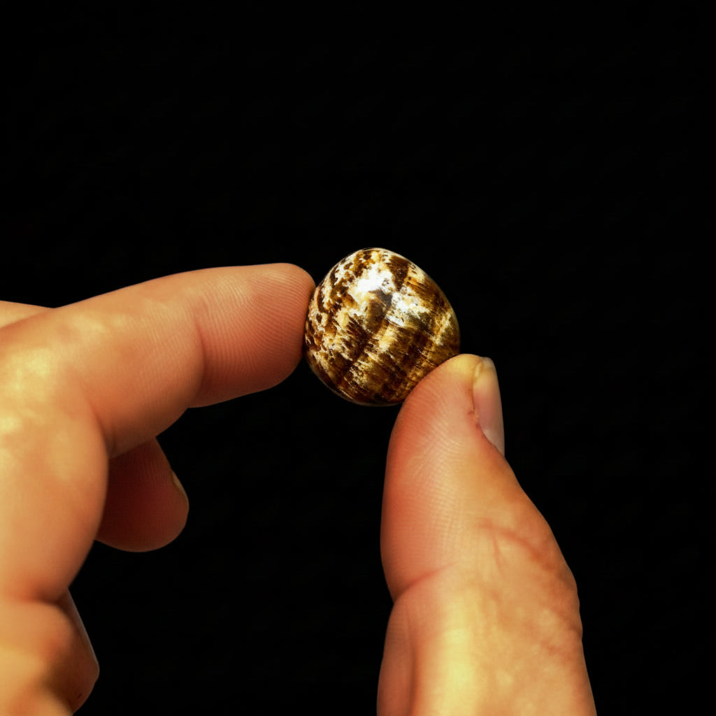 Gold snail shell held between fingers with 'SPLASH' text on a black background