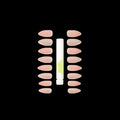 Press On Nails & Glue - Hologram by ColourSpell