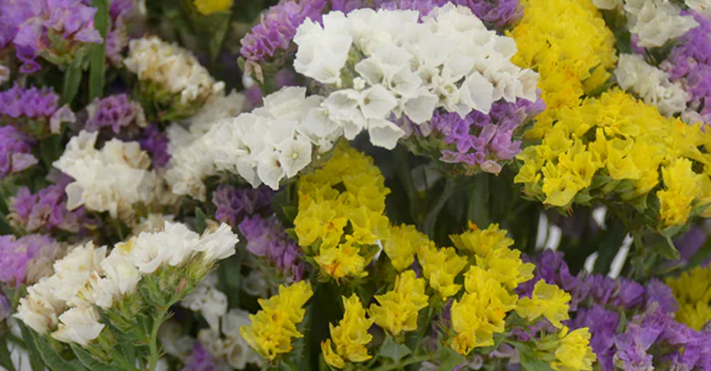 Good Vibes (Statice Floral) White Sage Smudge Stick (4 in.) by Sacred Crystals