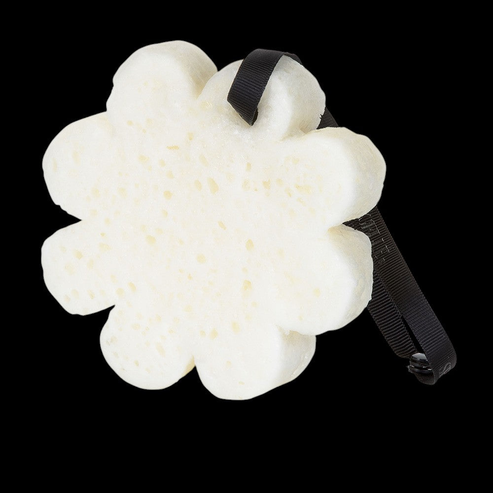 Black Orchid | Boxed Flower by Spongellé