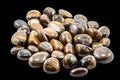 Tiger Iron Tumbled Pocket Stone