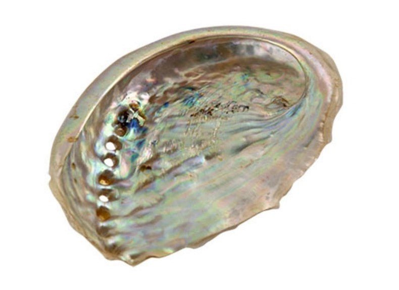 Sacred Smudging Companion: Natural Abalone Shells by The Good Shaman