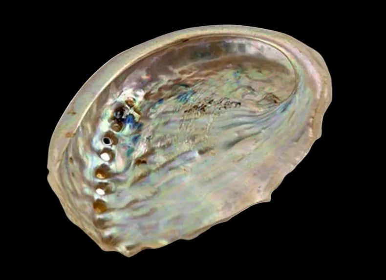 Sacred Smudging Companion: Natural Abalone Shells - AetherLux.Shop