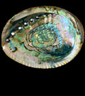 Sacred Smudging Companion: Natural Abalone Shells by The Good Shaman