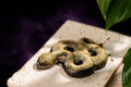 Unbroken: The Gold Obsidian Serpent Totem by Conscious Items